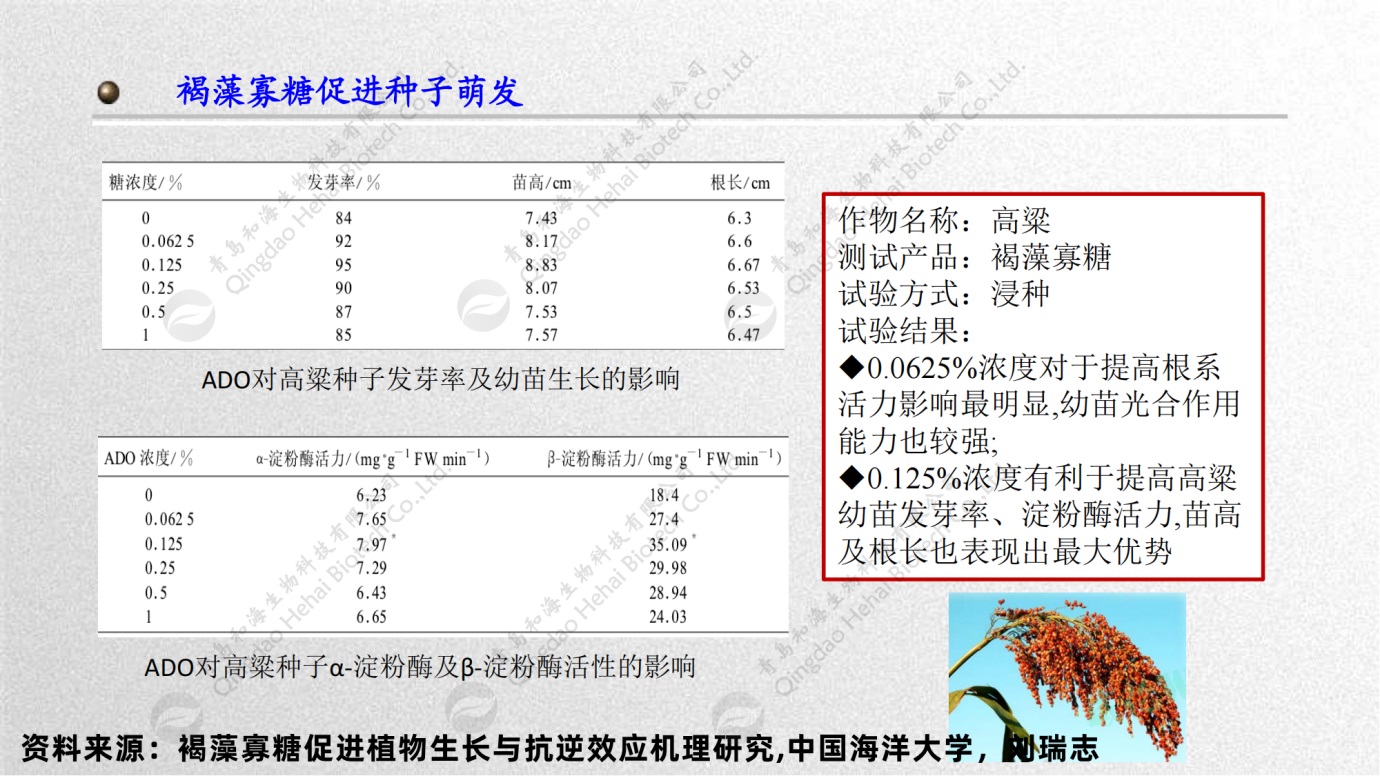 褐藻寡糖-农业PPT_小(1).jpg